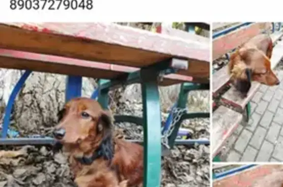Найдена собака Кроличья такса в пос. Коренёво, Люберецкий район