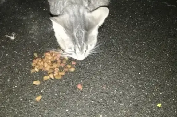 Найдена серая кошка на Можайской улице