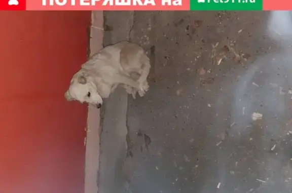 Собака Беленькая дворнажка в Балахне, Россия