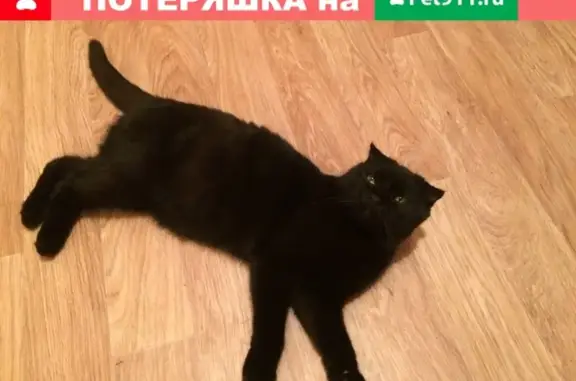 Кошки потеряшки, Майкоп, фото: Потеряшка кошка на ул. Депутатская, дом 8 в Черёмушках