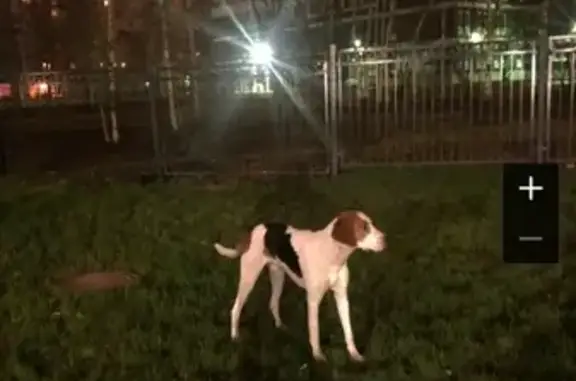Собака Кабель найдена у метро Беговая, видели у Яхтенной 8.