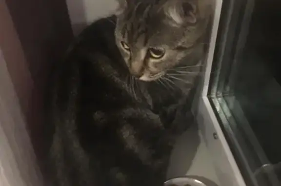 Ласковая кошка найдена в Москве