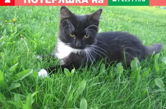 Пропала кошка Маркиза в Тольятти, вознаграждение 500р
