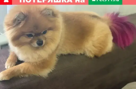 Пропала собака с розовым хвостом в Мысхако, Новороссийск.