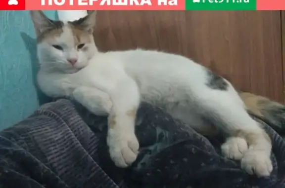 Кошки потеряшки, Таганрог, фото: Потеряшка белая кошка на ул. Греческая 46 (Таганрог)