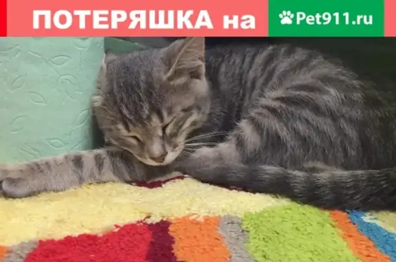Пропал котёнок по адресу пр-т Ливанова 7-36, Ульяновск