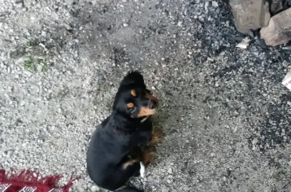 Найдена собака на ул. Голенева 17/22, Сочи: ошейник коричневый.