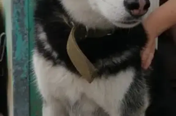 Найдена умная собака в Крамнооктябрьском районе, Волгоград.
