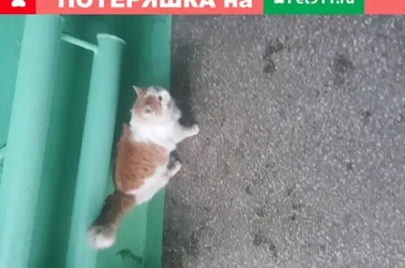 Найдена кошка с ошейником, Ленинский район, Челябинск, ул. Гагарина, 58