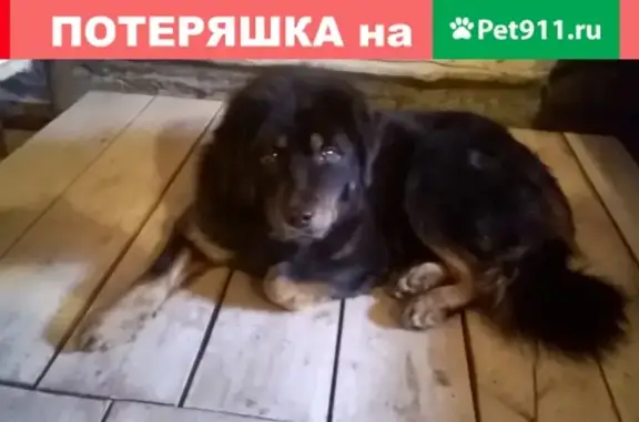 Пропала собака Тибетский мастиф в Туймазах, Республика Башкортостан