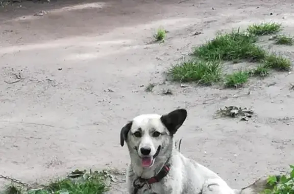 Потерянные животные Калининград, фото: Пропала собака на ул. Горького, снт 