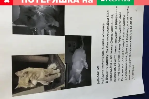 Кошка найдена на Люсиновской, 53