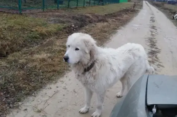 Найдена собака с клеймом WWT в Рязанской области