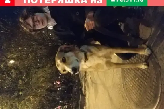 Найдена собака в Чистяковской рощи, Краснодар