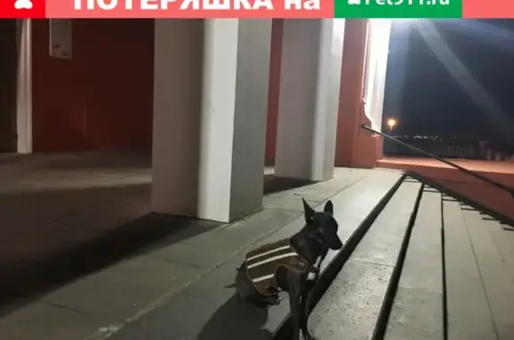 Собака в тельняшке на улице Минина, Нижний Новгород