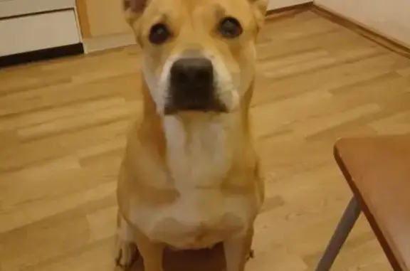 Собаки потеряшки, Москва, фото: Потеряшка собака Берта на Базовской улице в Москве