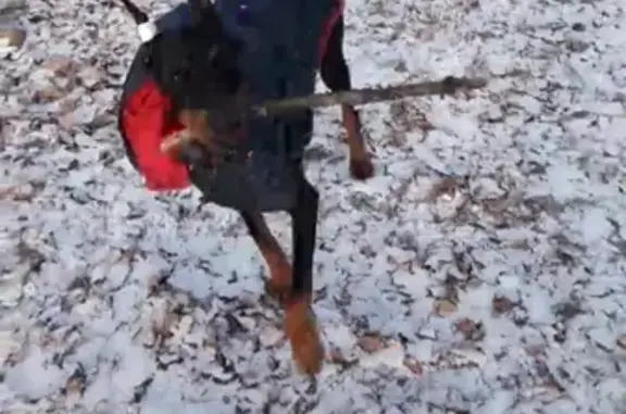 Пропала собака Шах в Центральном парке Омска