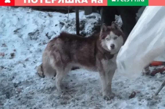 Пропала хаски с голубыми глазами в Песчанке, Чита