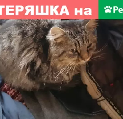 Найдена кошка в деревне Пасильево