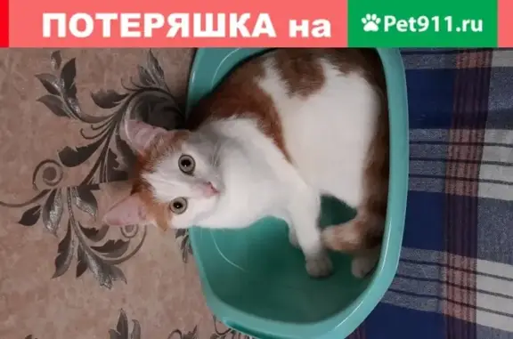 Пропала кошка Котик на улице Климасенко, 20/2.