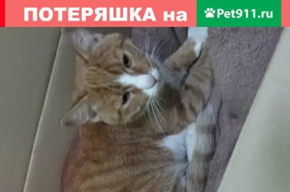 Найден рыжий кот в поселении Рязановское, Москва.