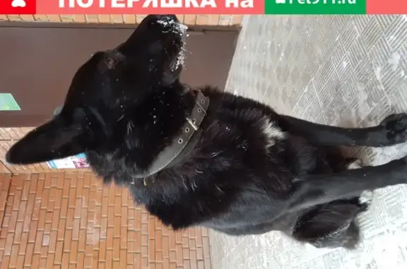 Найдена черная собака с ошейником в Г. Северск!