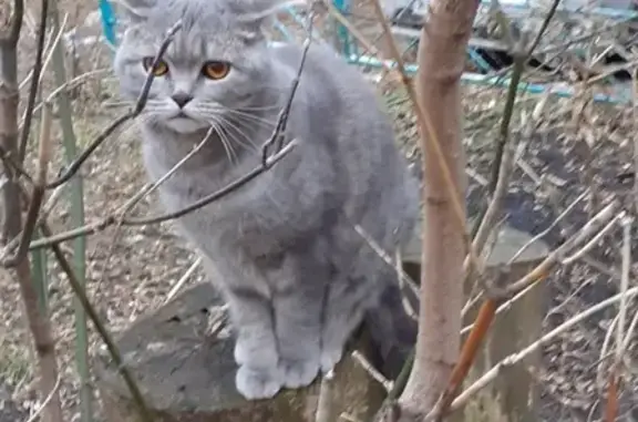 Найден британский кот в Саранске, ищем хозяев!