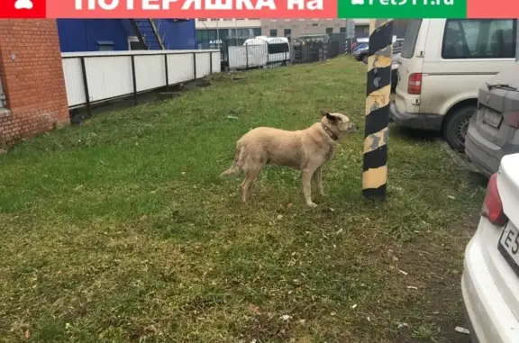 Собака на Новороссийской, 15: коричневый ошейник, видео