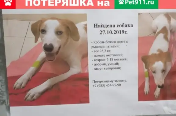 Найдена собака, Мытищи, фото: Найден рыжий кобель с белыми пятнами в Мытищах-16
