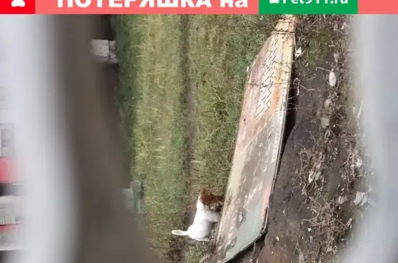Найдена собака у метро Авиамоторная