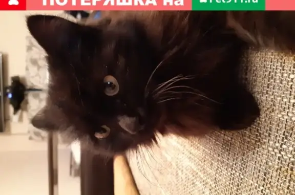 Черно-шоколадная кошка в Воронеже