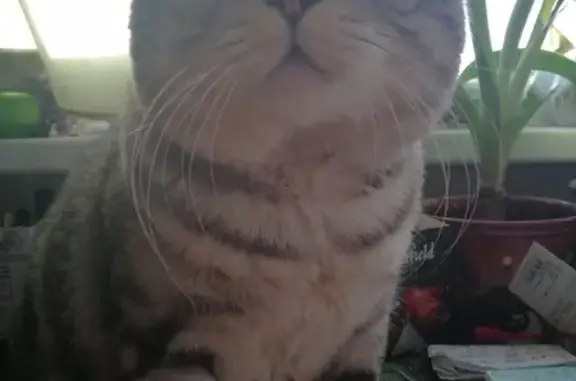 Потерянные животные Москва, фото: Пропала кошка Пуня на ул. Академика Королёва, Москва