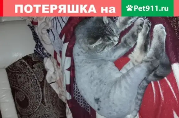 Найден молодой кот на улице Салиха Батыева, 17