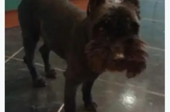 Потерянные животные Москва, фото: Пропала собака Уля, адрес: Шипиловский проезд 63к1.