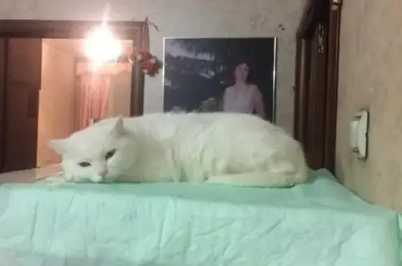 Пропала кошка на Ярославском шоссе, порода турецкая Ангора