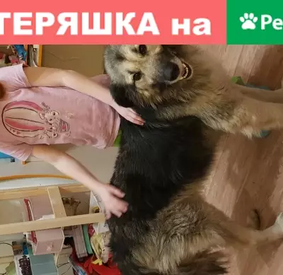 Найдена собака на Петергофском шоссе, СПб