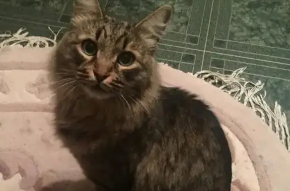Пропала кошка в Ильинском районе, помогите найти!