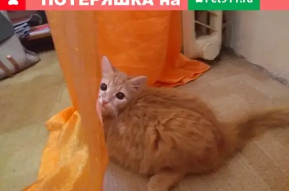 Кошки потеряшки, Санкт-Петербург, фото: Потеряшка кошка на Петербургском шоссе 6