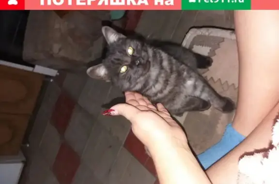 Пропала кошка на Цветочной улице Краснодара