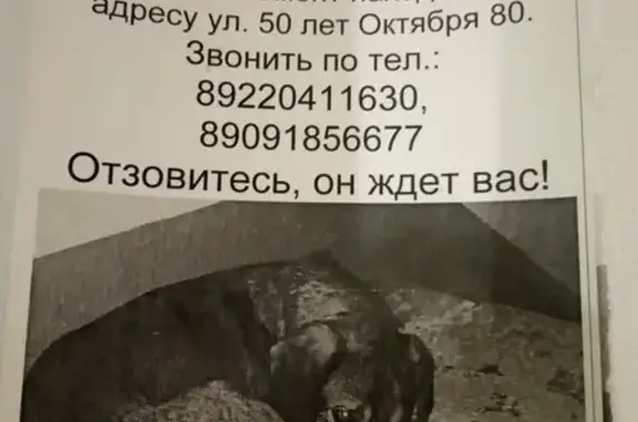 Потерялась собака на ул. 50 лет Октября, Тюмень