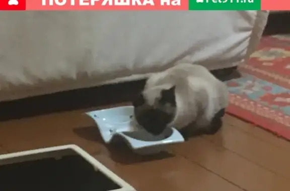 Найдена сиамская кошка в Граните-3, Выборгский район