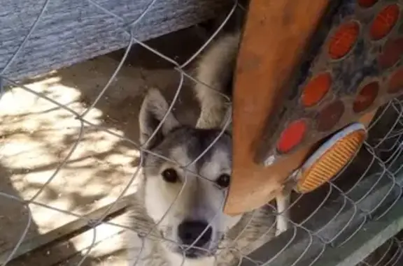 Собаки потеряшки, Жуковка, фото: Потеряшка собака со светлой шерстью в Жуковке, Брянская область