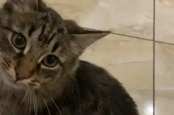 Кошки потеряшки, Мичуринск, фото: Потеряшка кошка в районе Прогресса, Мичуринск