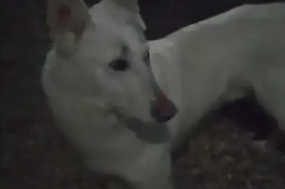 Собака найдена в СНТ Зайцевский, Тульская область