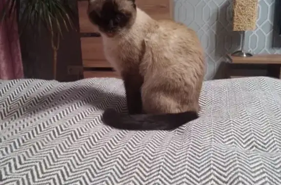 Потерянные животные Москва, фото: Пропала кошка Марго на ул. Гурьянова, Москва.