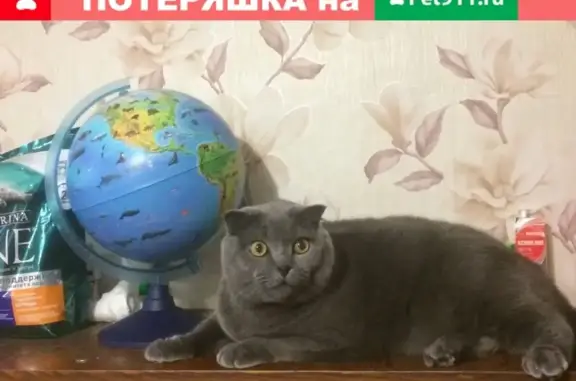 Пропала кошка на пр. Ленина 29, Ковров
