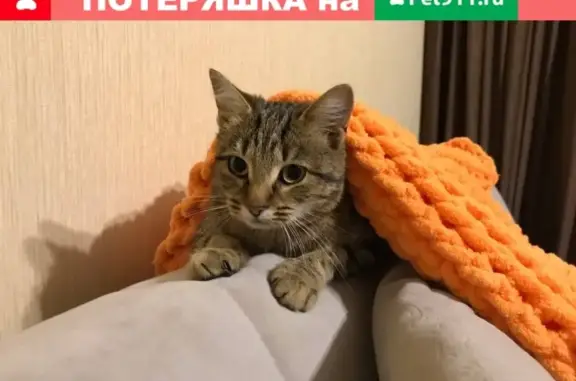Найдена здоровая кошка на ул. Гурьянова, Калуга