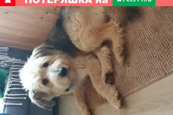 Пропала собака Семен в деревне Тимашово, Боровский район, Калужская область
