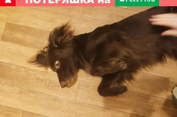 Найдена собака в Звенигороде, шоколадного цвета, девочка с 7 сосками.