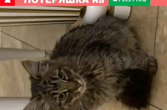 Кошки потеряшки, Мичуринск, фото: Потеряшка котёнок в Мичуринске, вознаграждение.